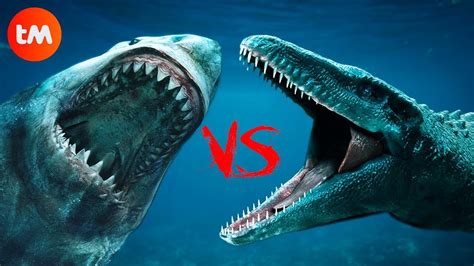 Megalodon had a bite force of 24,000-40,000 pounds. . Mosasaur compared to megalodon